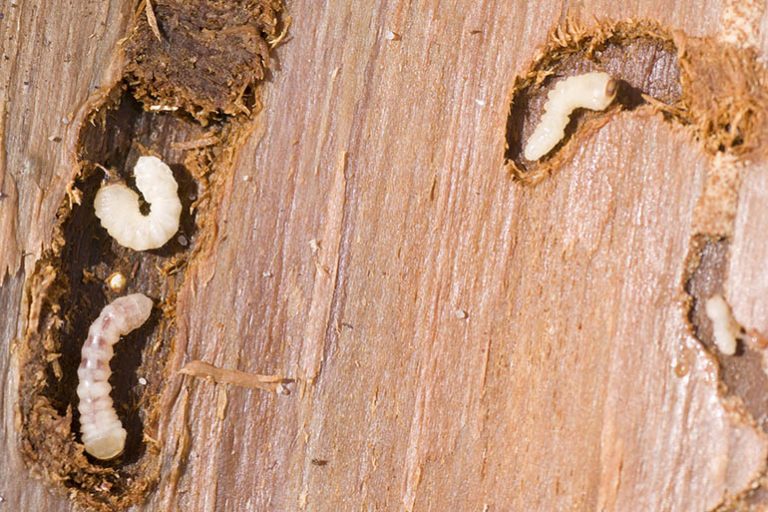 Beneath the surface: the larvae that could be devouring your property right now
