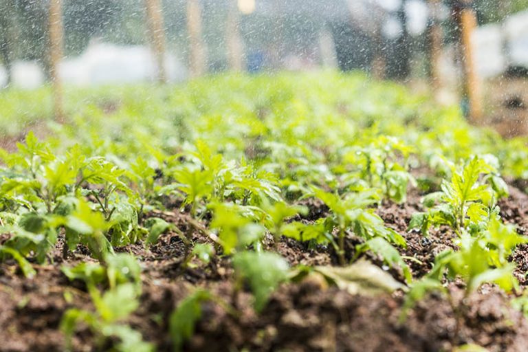 How to prepare the garden soil for planting vegetables