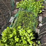 A beginner’s guide to growing your own fruit and vegetables