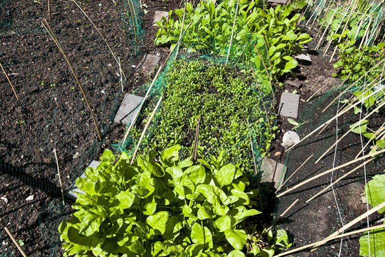 A beginner’s guide to growing your own fruit and vegetables