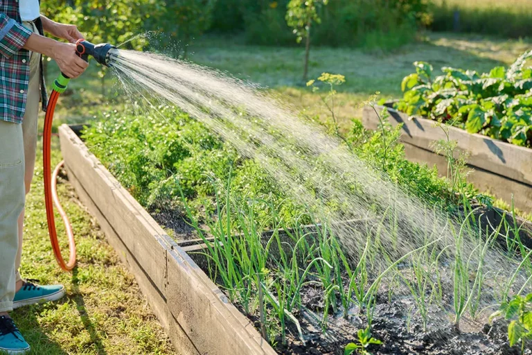 Gardeners swear by raised beds: Should you switch from planting in the ground?