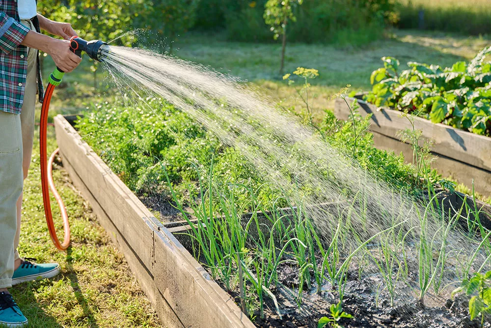 Gardeners swear by raised beds: Should you switch from planting in the ground?