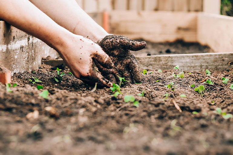 What are the requirements to start gardening at home