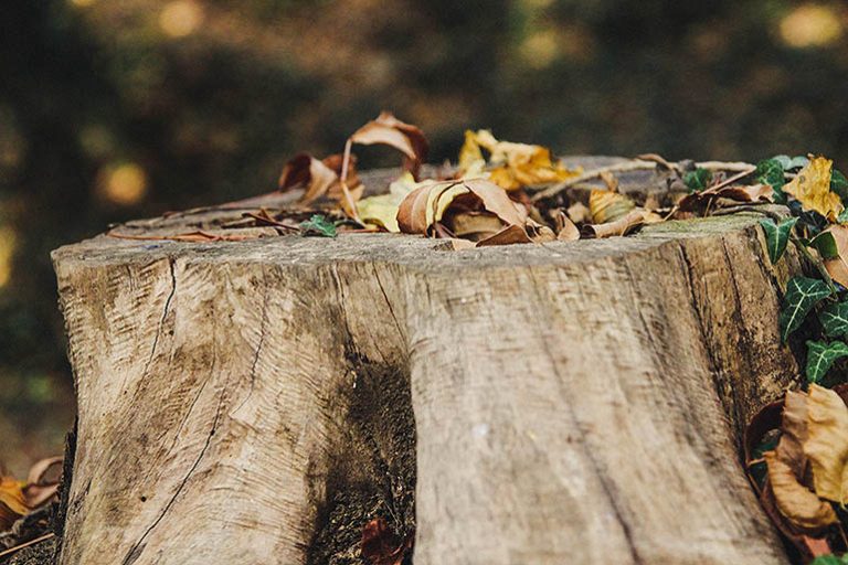 Why hire an arborist to remove a tree from your property?