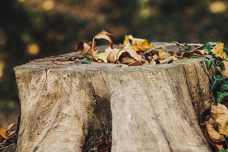Why hire an arborist to remove a tree from your property?